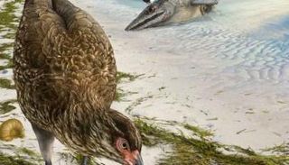 شكل متخيل للطائر الذي اكتشفت حفريته 