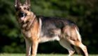 مخاوف بعد تسجيل ثاني إصابة بكورونا بين الكلاب