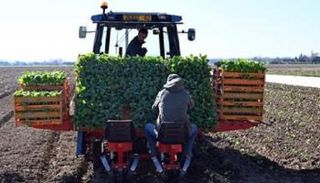 كورونا يوفر 200 ألف فرصة عمل بالقطاع الزراعي في فرنسا