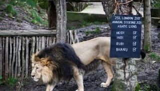 أسد بحديقة حيوانات لندن