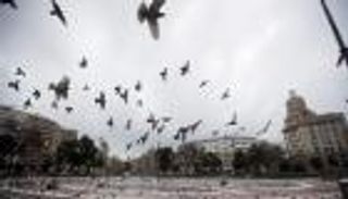 بالفيديو.. طيور إسبانيا تساعد في تطبيق حظر التجول