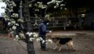 بريطانيا تستعين بالكلاب للكشف عن إصابات كورونا