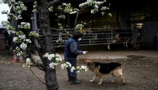 تدريب الكلاب على اكتشاف الإصابات بكورونا - أرشيفية