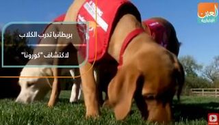  بريطانيا تدرب الكلاب لاكتشاف "كورونا"