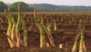 كورونا يعيد الحدود بين دول أوروبا.. والمحاصيل لا تجد من يجنيها