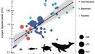 للمرة الأولى.. طريقة للتنبؤ بحجم البلاستيك المتاح للحيوانات تناوله