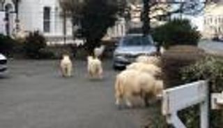 وسط إجراءات كورونا.. قطيع من الماعز يتجول في مدينة بريطانية