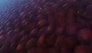 الغزو الوردي.. قنديل البحر يزور شواطئ الفلبين بعد هجرها