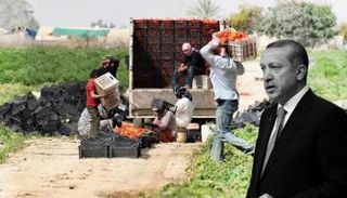 تراجع القطاع الزراعي في عهد أردوغان