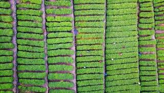 الصين تسعى لتعزيز القطاع الزراعي