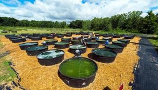 ضغوط كبيرة على مصانع الوقود الحيوي