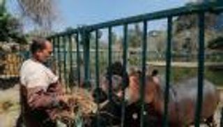 وحدة كورونا تجمع الحراس والحيوانات في حديقة الجيزة