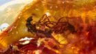 قطعة عنبر توثق قصة حب ذبابتين عمرها 40 مليون سنة