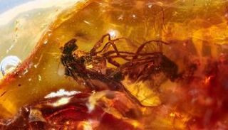 مشهد التزاوج الذي حبسته قطعة العنبر