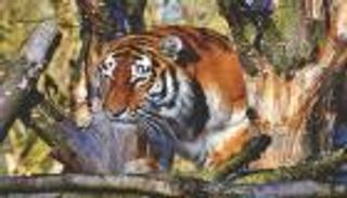 كورونا المفترس يلتهم أنثى النمر