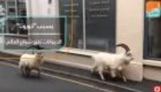 الحيوانات تغزو أشهر شوارع العالم جراء حظر كورونا