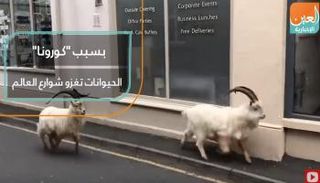 بسبب "كورونا" الحيوانات تغزو أشهر شوارع العالم
