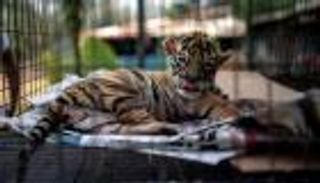 النمر "كوفيد".. مولود جديد بحديقة حيوانات مكسيكية