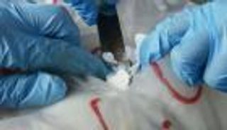 بالأغنام.. طرق جديدة لتهريب المخدرات في فرنسا