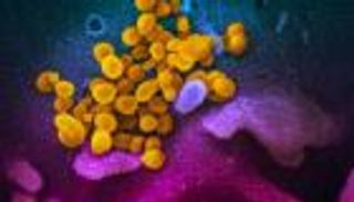 الصيف وفيروس كورونا.. تحجيم لا قتل