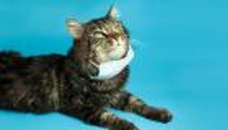 هل ينتقل كورونا من البشر إلى الحيوانات الأليفة؟