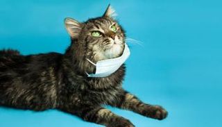  القطط يمكن أن تصاب بفيروس كورونا المستجد