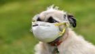 الحيوانات الأليفة.. حيلة البريطانيين لكسر ملل العزل المنزلي