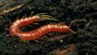 اكتشاف ديدان بألف قدم عمرها 411 مليون سنة