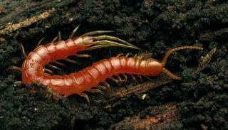 شكل متخيل للحفرية من نوعية ديدان الألف رجل 