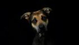 فرنسا تستثني الحيوانات من "حجر كورونا".. ما القرار؟