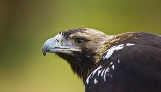 النسر الإمبراطوري أحد ضحايا الصيد الجائر