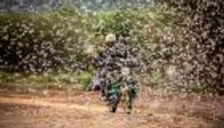 الجراد يفاقم هموم أفريقيا.. الجوع أخطر من كورونا