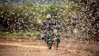 الجراد استغل تفشي كورونا فأهلك الزرع