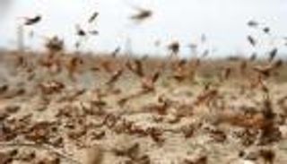 الجراد يهدد مليون إثيوبي بانعدام الأمن الغذائي