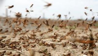 عشرات من الجراد الصحراوي - أرشيفية