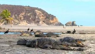 التماسيح تستلقي على شاطئ البحيرة