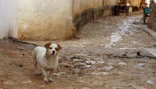 دراسة تقول إن الكلاب الضالة وراء انتشار كورونا