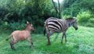 "زونكي" نادر في كينيا.. هجين حمار وحشي