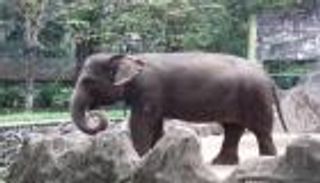 العثور على فيل نادر نافقا في إندونيسيا