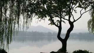 شجرة الصفصاف