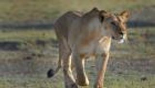 لبؤة تفترس 3 إثيوبيين انتقاما لشبلها