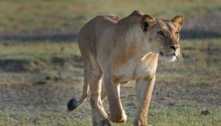 اللبؤة ترتبط بصغارها أكثر من الأسود - أرشيفية