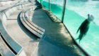 لعنة كورونا.. حديقة حيوانات ألمانية تخطط لمذبحة