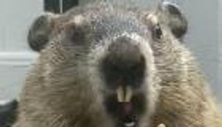 طرائف الحيوانات خلال حجر كورونا.. "جرذ الأرض" يستمتع بالبيتزا