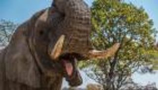 كورونا "متهم رئيسي".. فيل جائع يدهس مزارعا في تايلاند