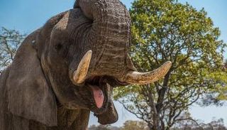 فيل يقتل مزارعا في تايلاند - أرشيفية