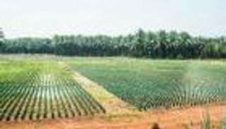 موسم زراعي سخي في أبوظبي.. حصاد الخضراوات يتجاوز 122 ألف طن