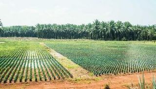 وفرة في إنتاج مزارع أبوظبي