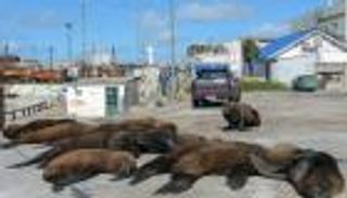 أسود البحر تحتل شوارع الأرجنتين في "حجر كورونا" 