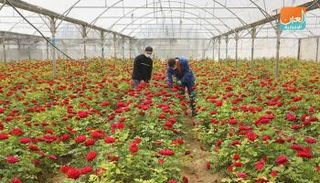 خسائر فادحة تضرب سوق الزهور في غزة